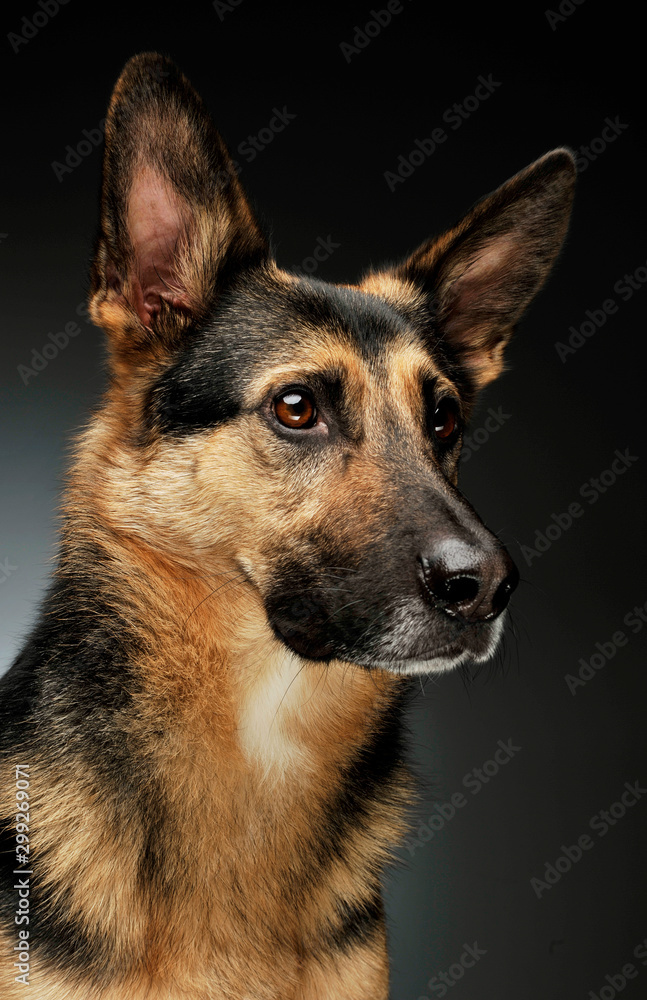 Portrait of an adorable German shepherd Portrait of an adorable German shepherd
