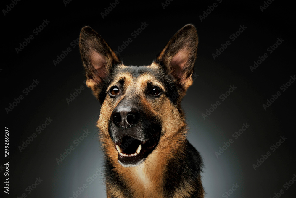 Portrait of an adorable German shepherd Portrait of an adorable German shepherd