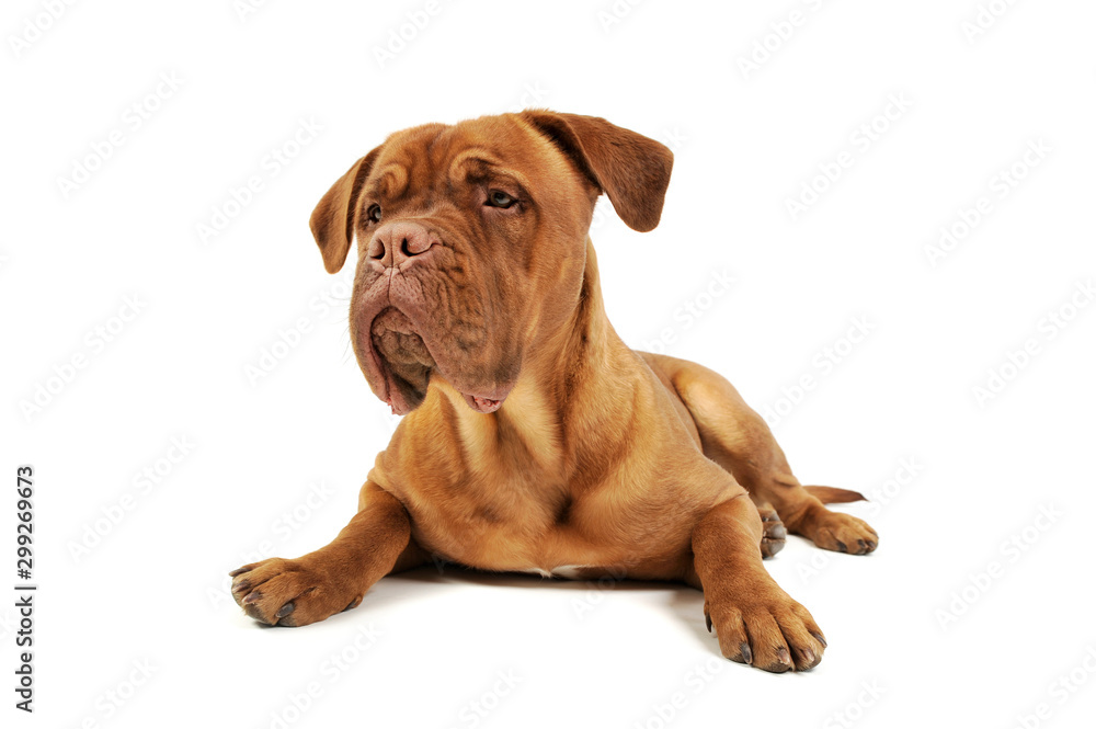 Studio shot of an adorable Cane corso italiano Studio shot of an adorable Cane corso italiano