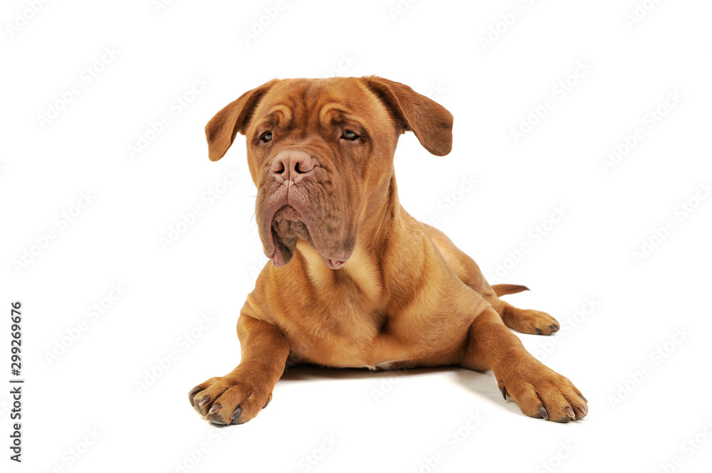 Studio shot of an adorable Cane corso italiano Studio shot of an adorable Cane corso italiano