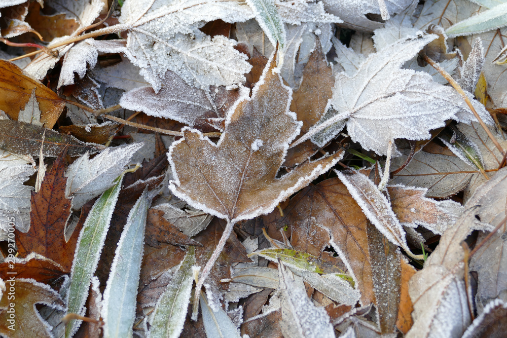 Frost covered leaves of trees on the ground in the snowy winter day. Frost covered leaves of trees on the ground in the snowy winter day.