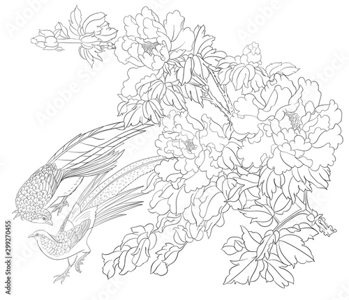 Peony tree branch with flowers with pheasants in the style of Chinese painting on silk. Coloring page for the adult coloring book. Outline vector illustration.