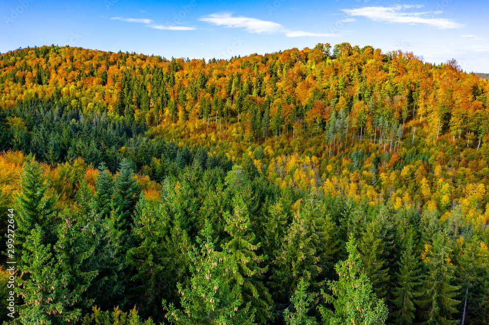 Herbst Wald Laub Herbst Wald Laub
