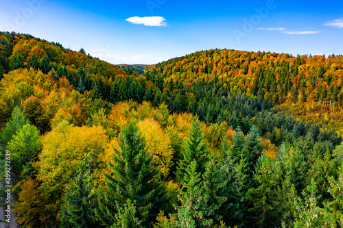 Fototapeta Naklejka Na Ścianę i Meble -  Herbst Wald Laub