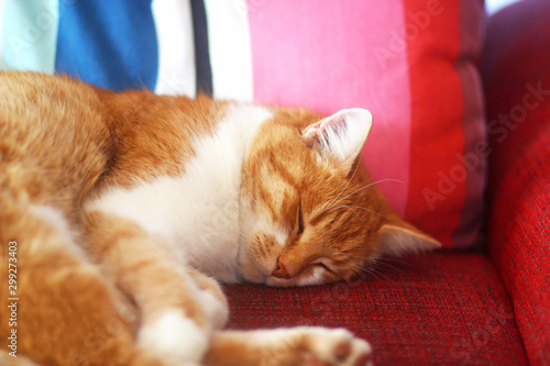 red tabby cat sleeping on a sofa