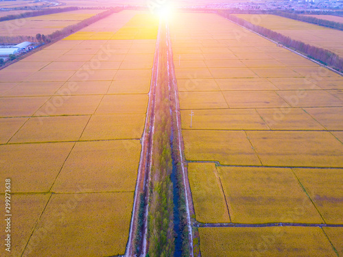 Mature rice in the field of highway and channel photo