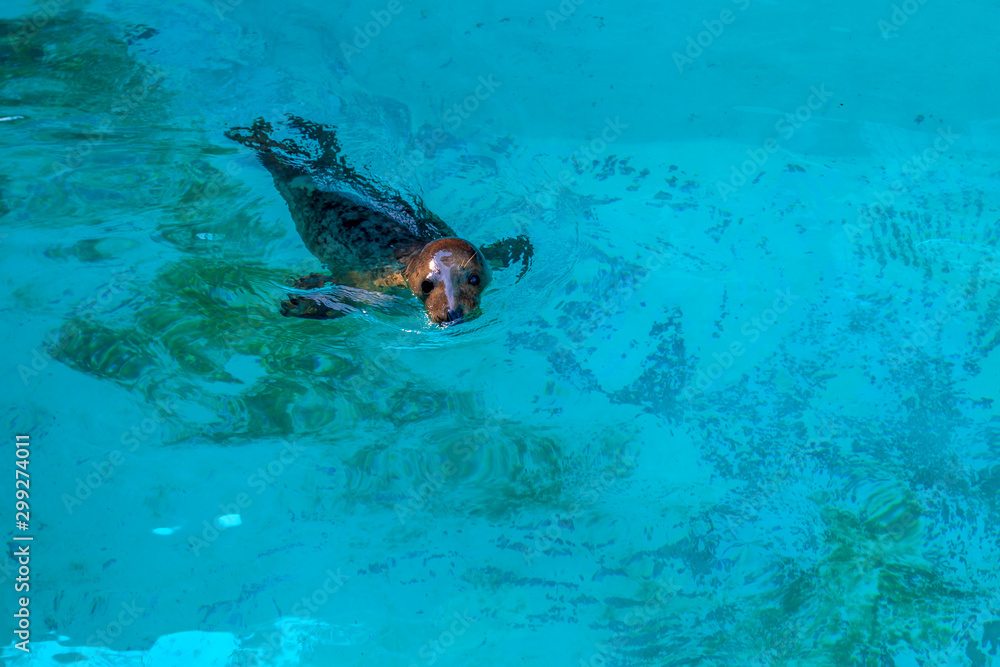 Obraz premium Cute playful seal swims and dives in the zoo pool. Image