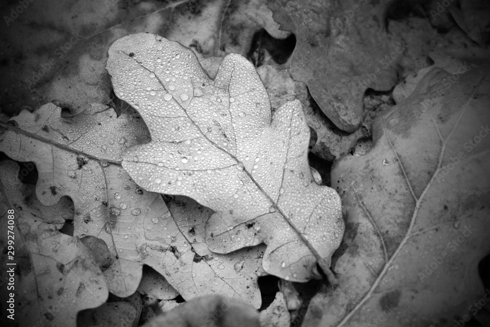 Fallen oak leaves with drops of water in the forest. Autumn mood concept Fallen oak leaves with drops of water in the forest. Autumn mood concept