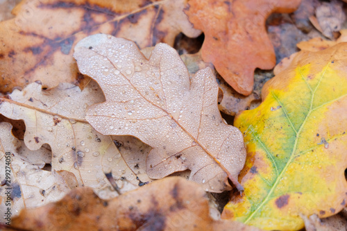 Fallen oak leaves with drops of water in the forest. Autumn mood concept