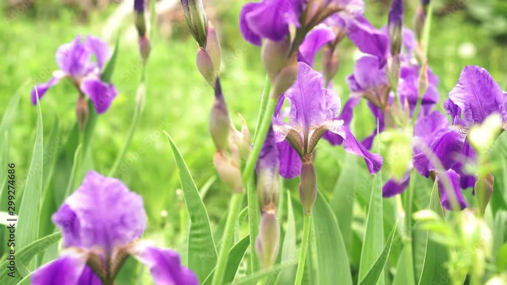 purple flowers Irises on a background of green grass purple flowers Irises on a background of green grass