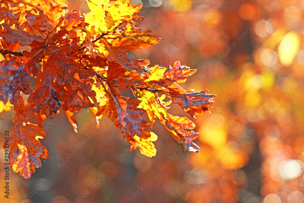 yellow oak leaves on a tree against the sun natural background, blur yellow oak leaves on a tree against the sun natural background, blur