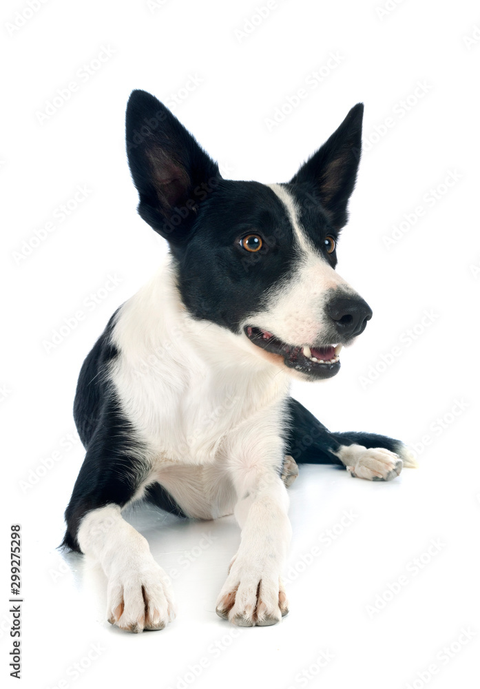 border collie in studio