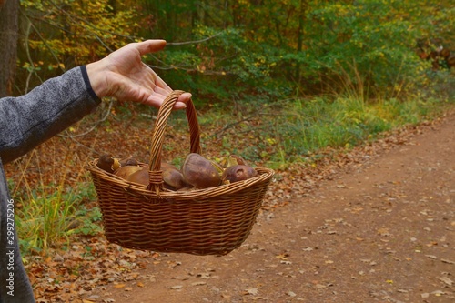 man's hand holding a basket of mushrooms along a path. Boletus badius, Imleria badia or bay bolete mushroom, growing in woods or forests. many Edible fungi. Mushrooming season, Autumn harvest fungi