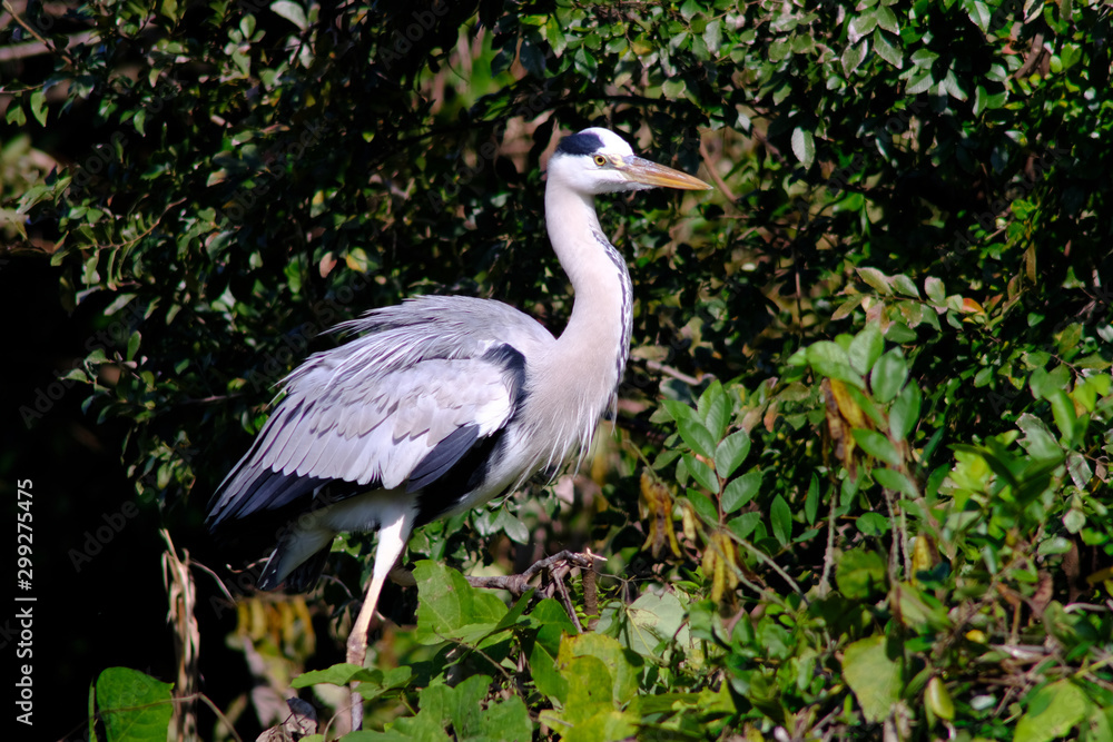 gray heron in forest gray heron in forest