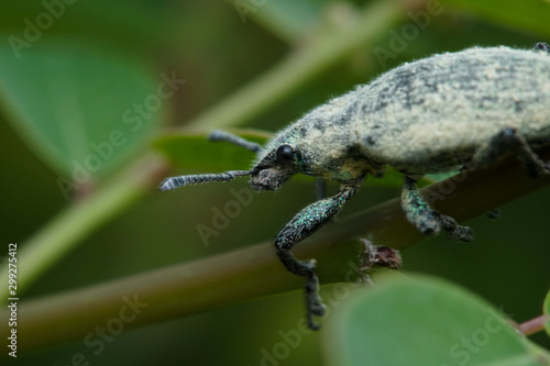 Wallpaper Mural Macro bugs and insects world. Nature in spring concept. Torontodigital.ca
