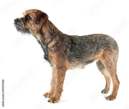 Fotografie border terrier in studio