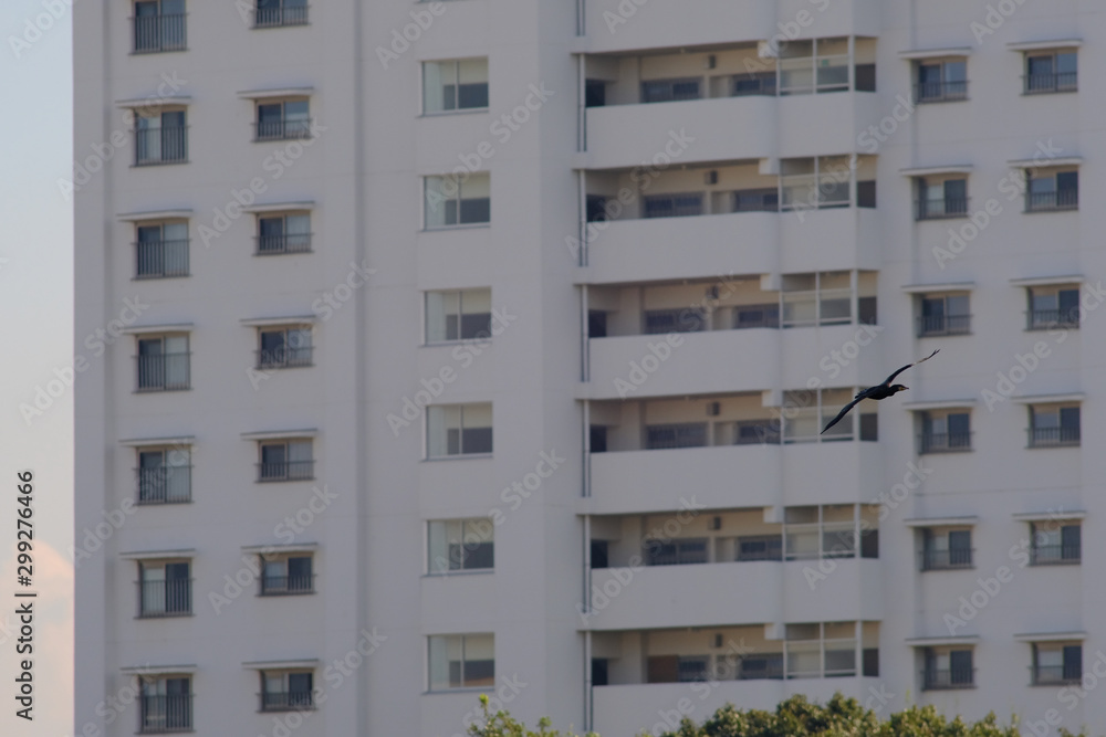 cormorant in flight cormorant in flight