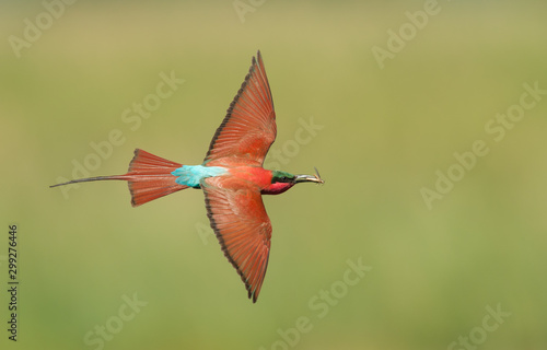 Obraz na plátně Southern Carmine Bee-Eater