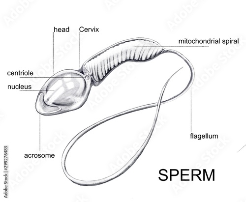 Illustration of the sperm photo