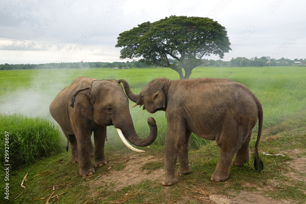 Two elephants are greeting together with the view of fields and big tree behind. Taken at Surin Province in Thailand.