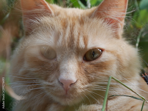 Chat roux dans les herbes verte