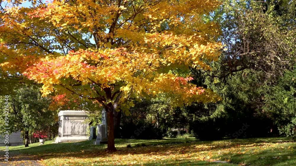 golden yellow autumn leaves in a cemetery 4k golden yellow autumn leaves in a cemetery 4k