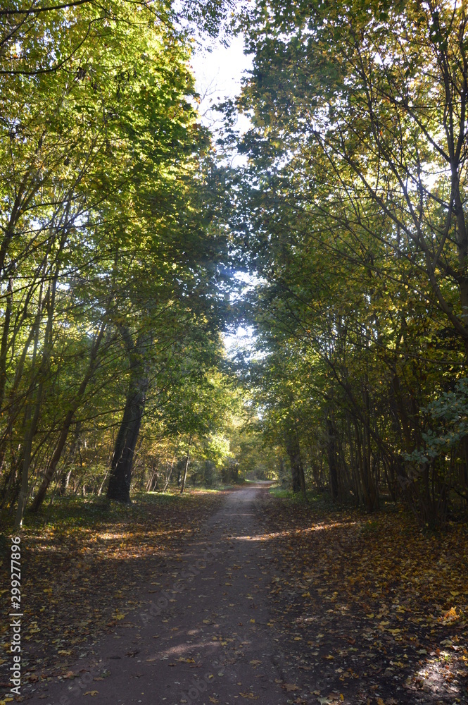 vue de forêt et lumière