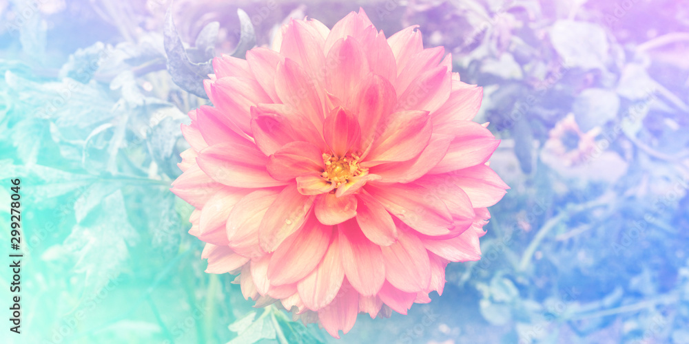 A panorama of a pink dahlia flower on a blurred garden background, a design template for a greeting card or invitation, toned image A panorama of a pink dahlia flower on a blurred garden background, a design template for a greeting card or invitation, toned image