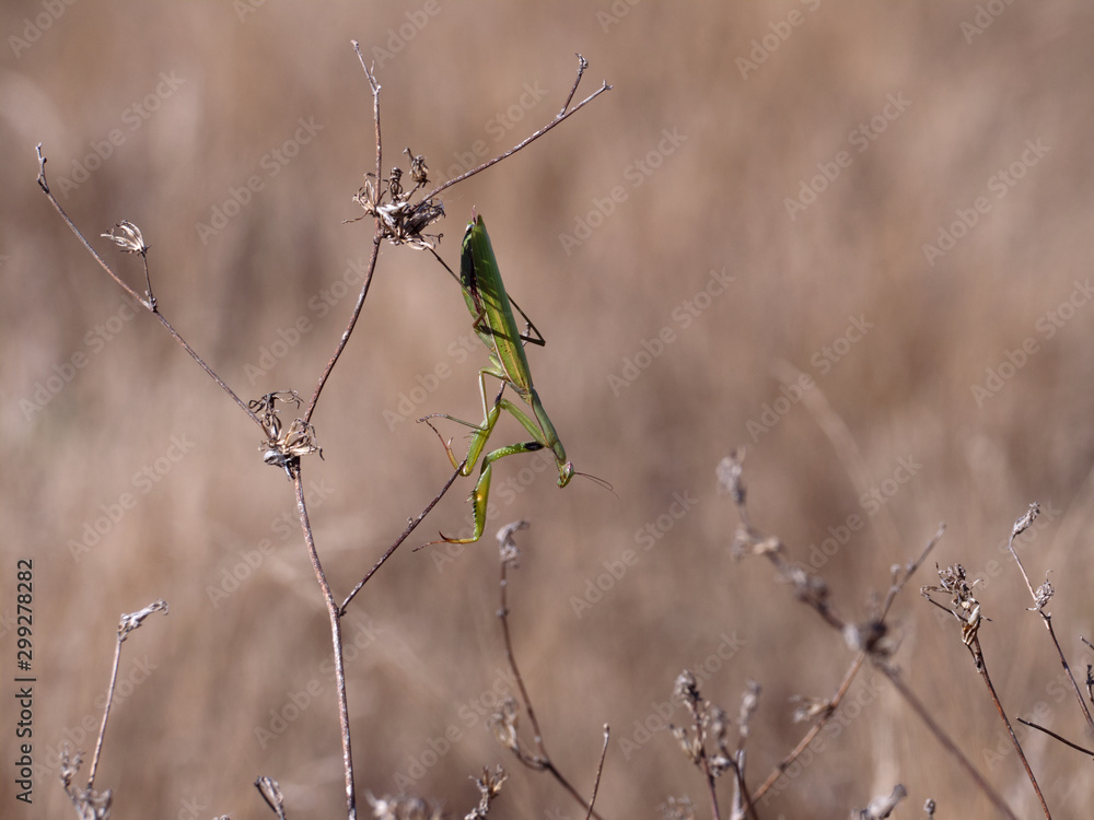 Modliszka zwyczajna (Mantis religiosa) wśród traw w swojej ulubionej pozycji - obrazy, fototapety, plakaty 