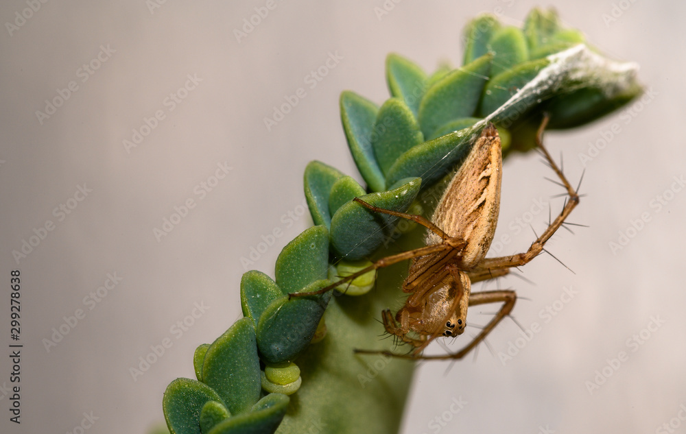 macro shots of insects macro shots of insects