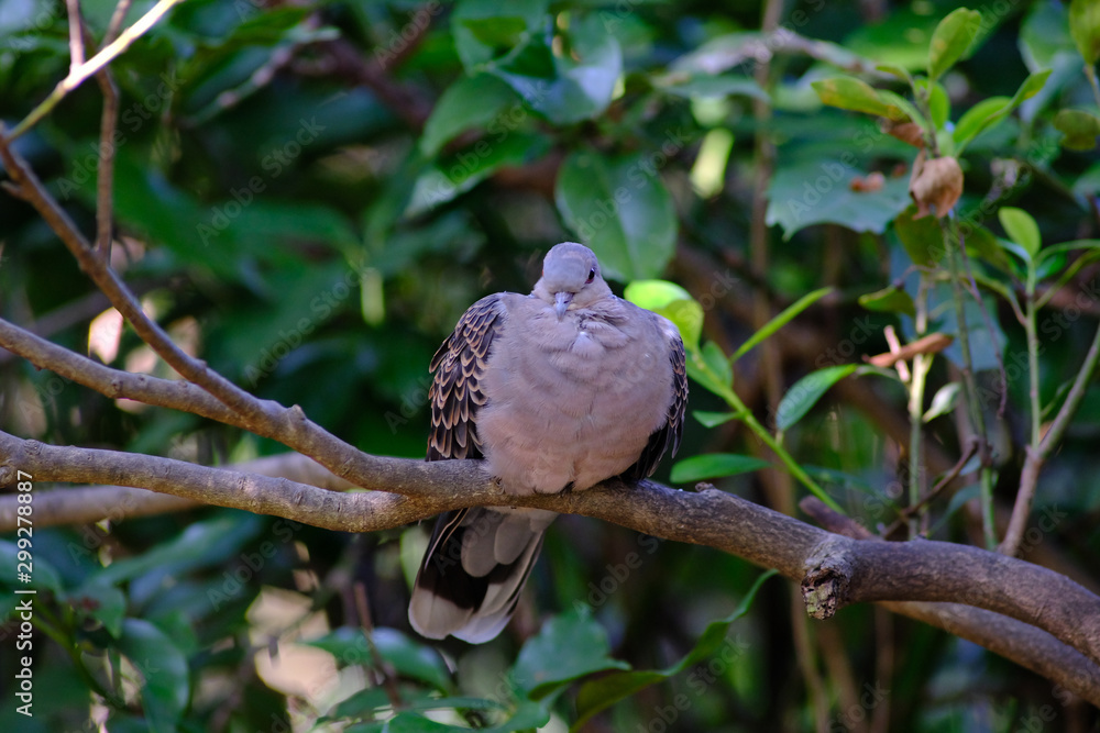 turtle dove on branch turtle dove on branch