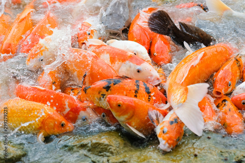 Close-Up Of Koi Carp In Pond