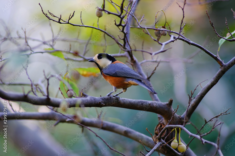 varied tit on branch varied tit on branch
