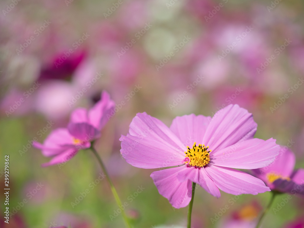 コスモスの花