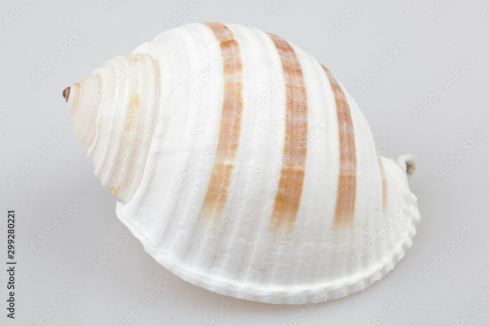 진화의 증거들-조개