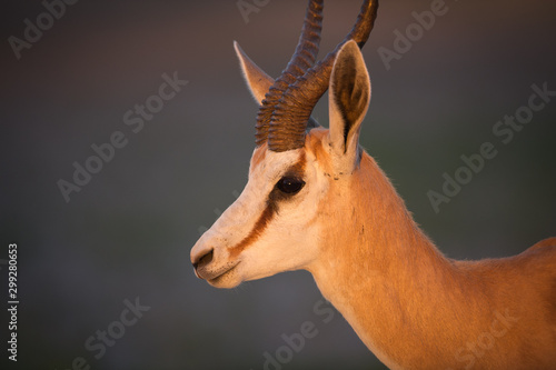 Springbok Portrait