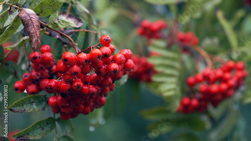 Red ripe rowan berries with water drops under the rain