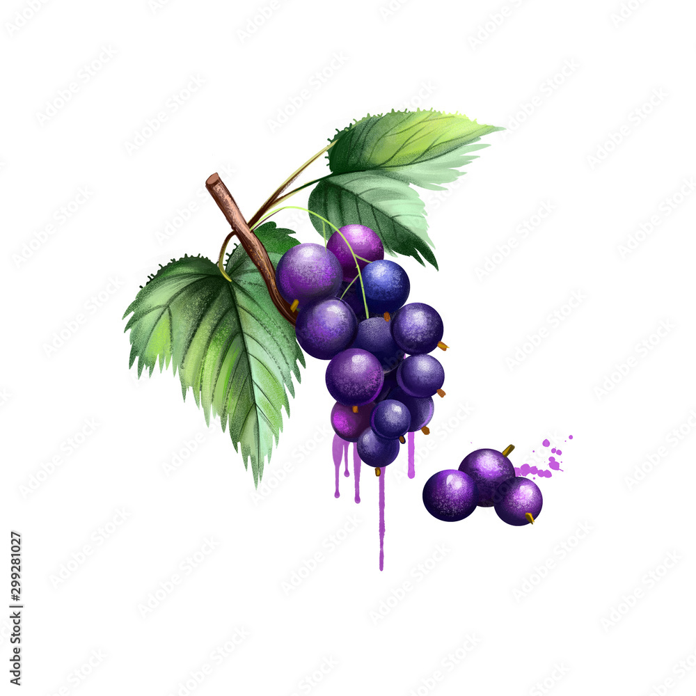 Obraz premium Blackcurrant isolated on white. Blackcurrant Ribes nigrum is a woody shrub in family Grossulariaceae grown for piquant berries. Used for culinary purposes. Fruits collection. Digital art illustration.