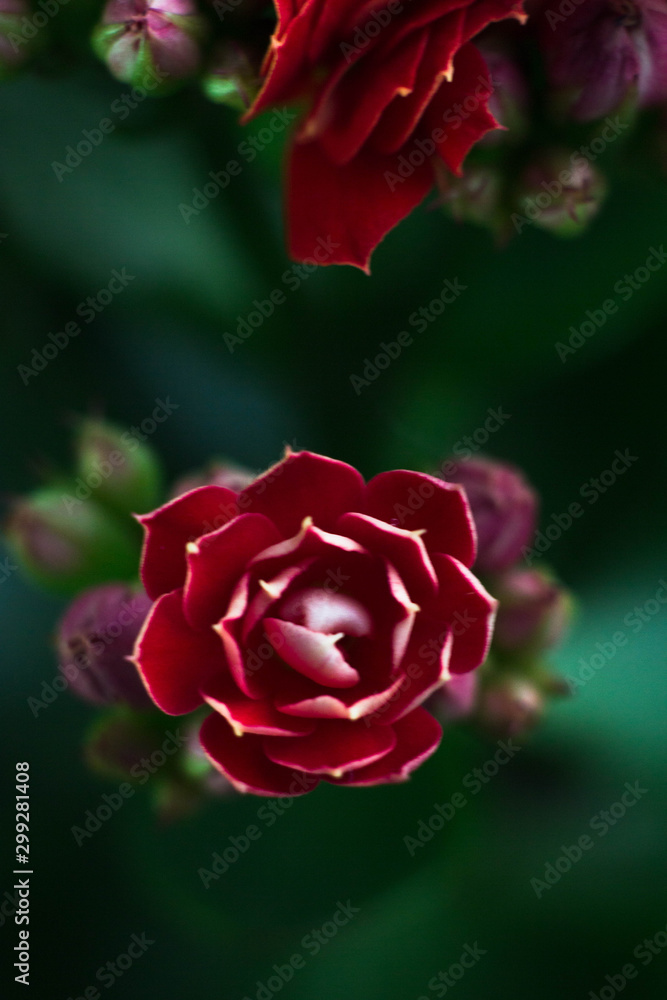 Red Kalanchoe flower with petals like Lotus macro Red Kalanchoe flower with petals like Lotus macro