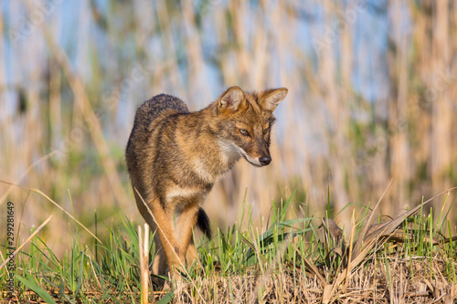 The curious Jackal © Golubev Dmitrii