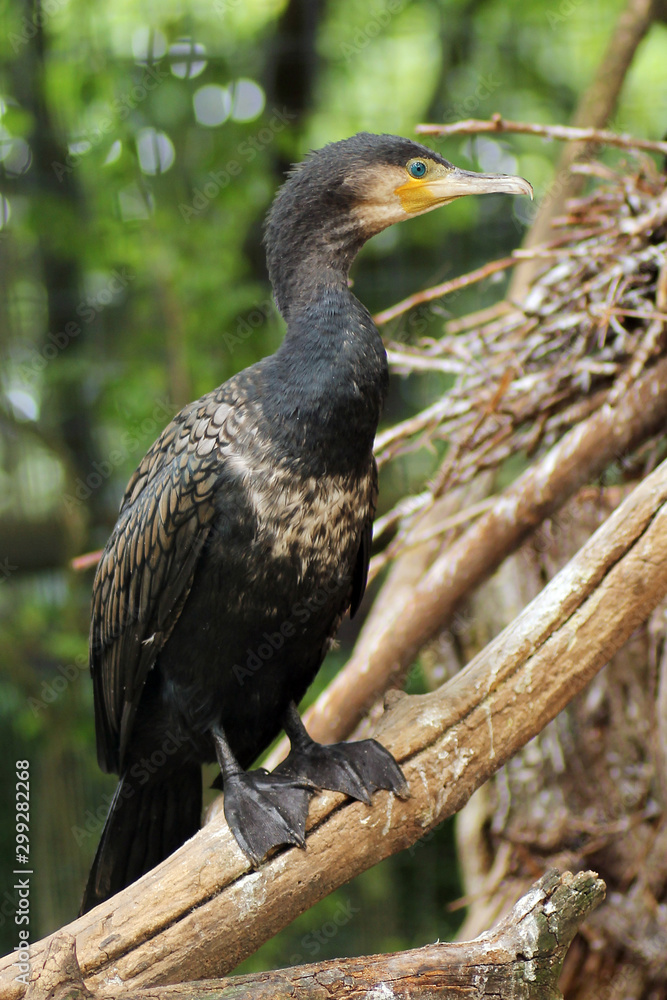 Obraz premium il cormorano gode di una buona capacità visiva sia sott'acqua sia in superficie