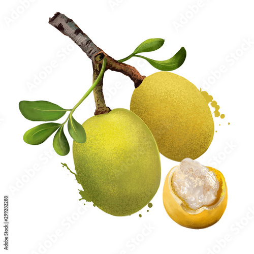 Branch of marula fruit with leaves isolated. Sclerocarya birrea medium tree. Jelly plum, cat thorn, morula, cider tree, marula, maroola nut plum, Maroela. Digital art illustration. Plant and fruit.