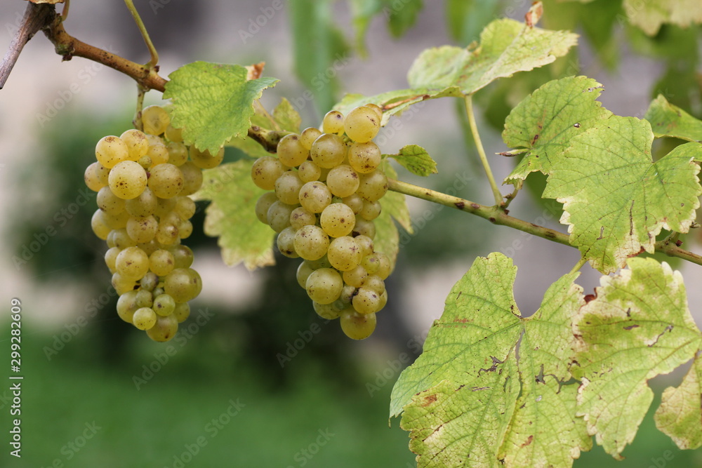 Più propriamente l'uva è un'infruttescenza, cioè un raggruppamento di frutti, detto grappolo. Più propriamente l'uva è un'infruttescenza, cioè un raggruppamento di frutti, detto grappolo.