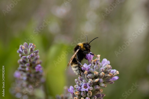 Bee on a flower in summer day