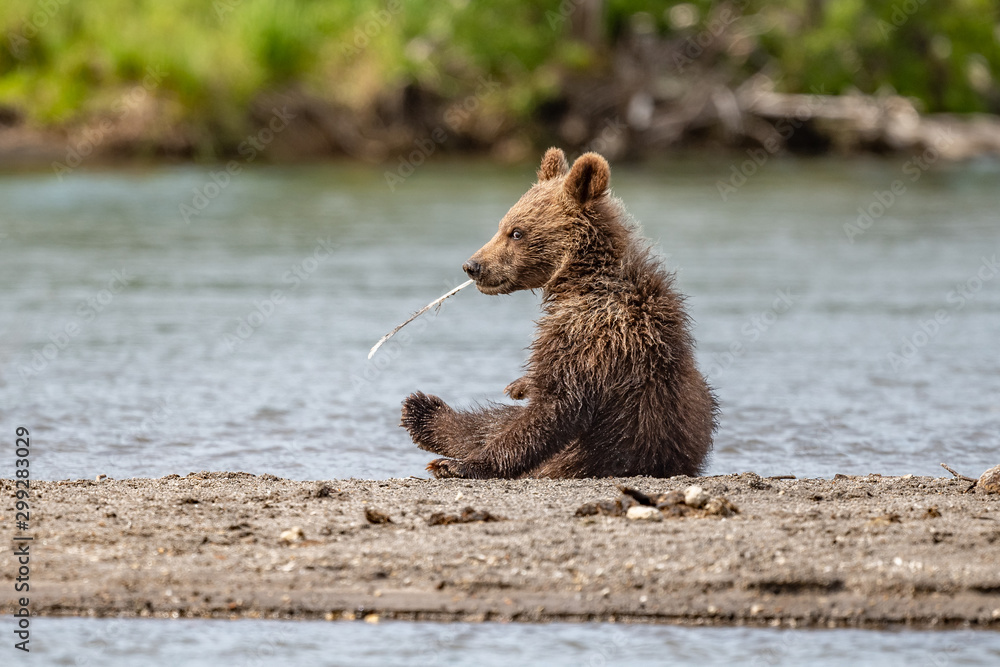 Obraz premium Ruling the landscape, brown bears of Kamchatka (Ursus arctos beringianus)