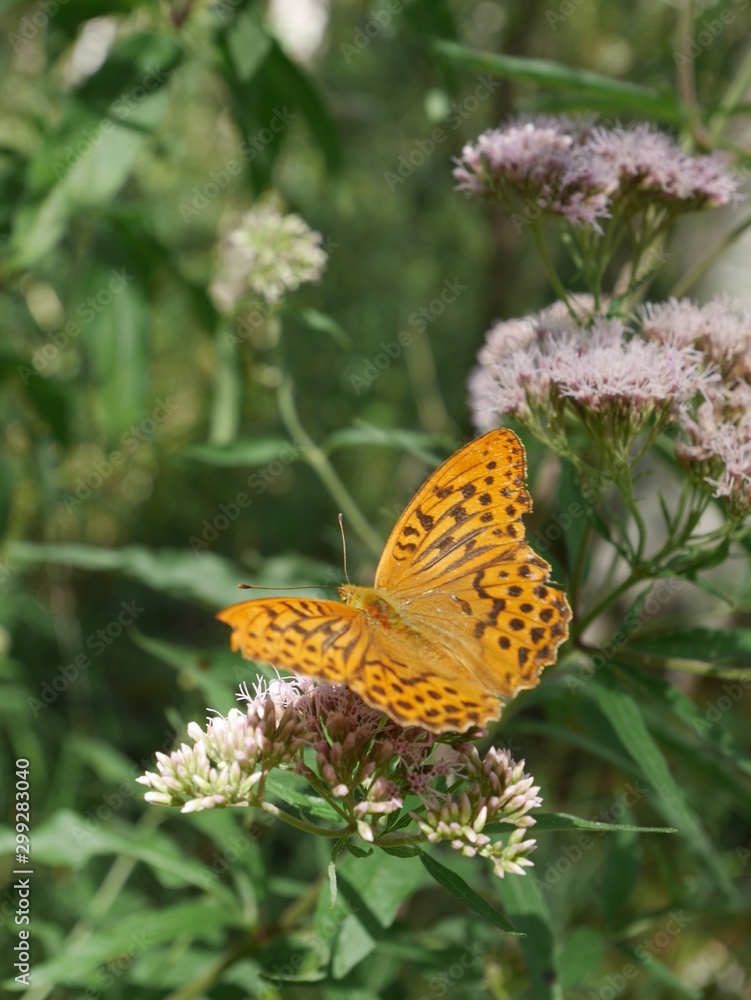 Un papillon sur une plante dans les marais Un papillon sur une plante dans les marais
