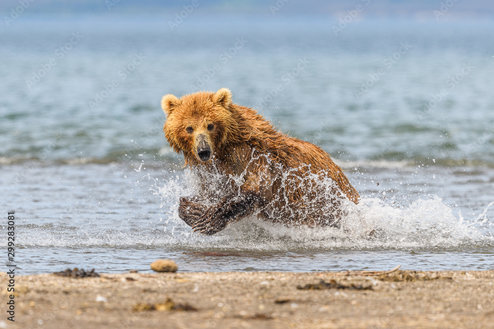 Ruling the landscape, brown bears of Kamchatka (Ursus arctos beringianus) Ruling the landscape, brown bears of Kamchatka (Ursus arctos beringianus)