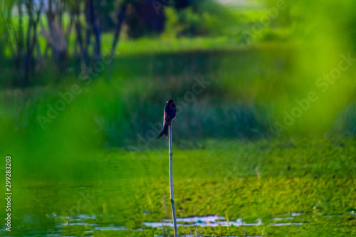 blue heron on the grass