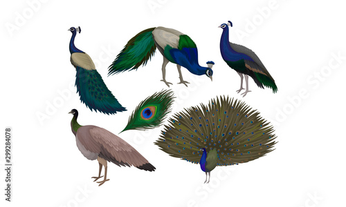 Detailed Beautiful Peacocks Vector Set. Wild Birds With Colorful Feathers