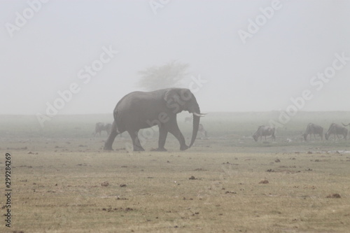 Elephant in the dust 